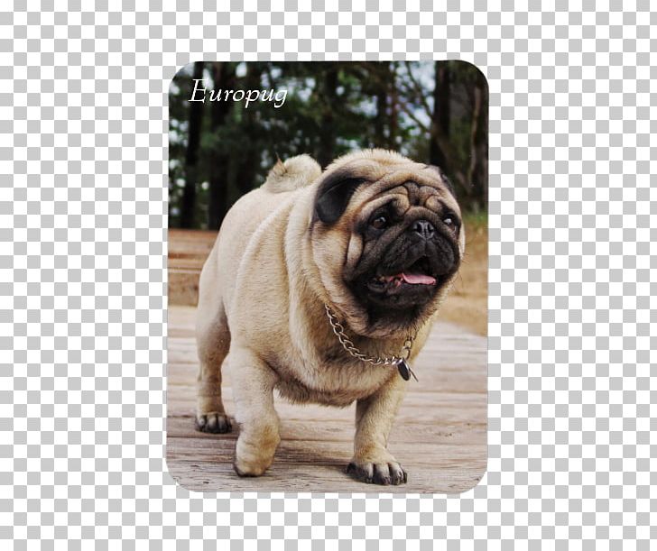 Pug Dog Breed Puppy Lion Toy Dog PNG, Clipart, Animal, Animals, Breed, Canidae, Carnivoran Free PNG Download