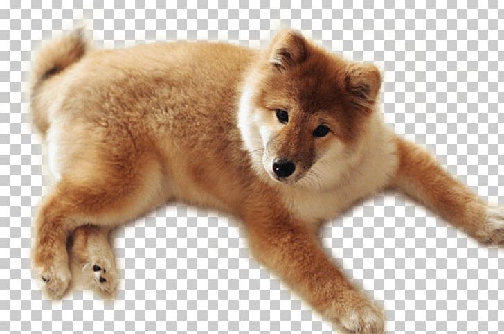 Puppy Golden Retriever Labrador Retriever Portable Network Graphics PNG, Clipart, Akita Inu, Animals, Carnivoran, Companion Dog, Dog Breed Free PNG Download