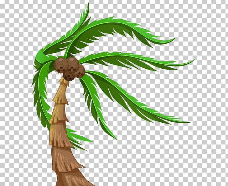 Arecaceae Coconut Tree PNG, Clipart, Arecaceae, Arecales, Branch, Coconut, Computer Icons Free PNG Download