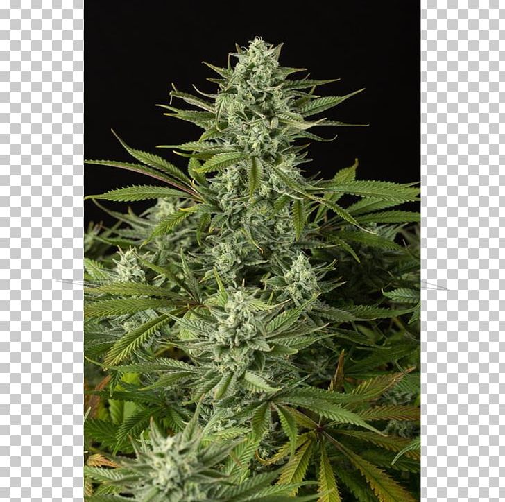 Cannabidiol Medical Cannabis Cannabis Sativa Autoflowering Cannabis PNG, Clipart, Autoflowering Cannabis, Cannabidiol, Cannabis, Cannabis Sativa, Effects Of Cannabis Free PNG Download