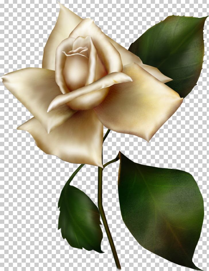 Garden Roses Flower Rosa Gallica Blue Rose Lilac PNG, Clipart, Blue Rose, Bud, Cut Flowers, Flora, Flower Free PNG Download