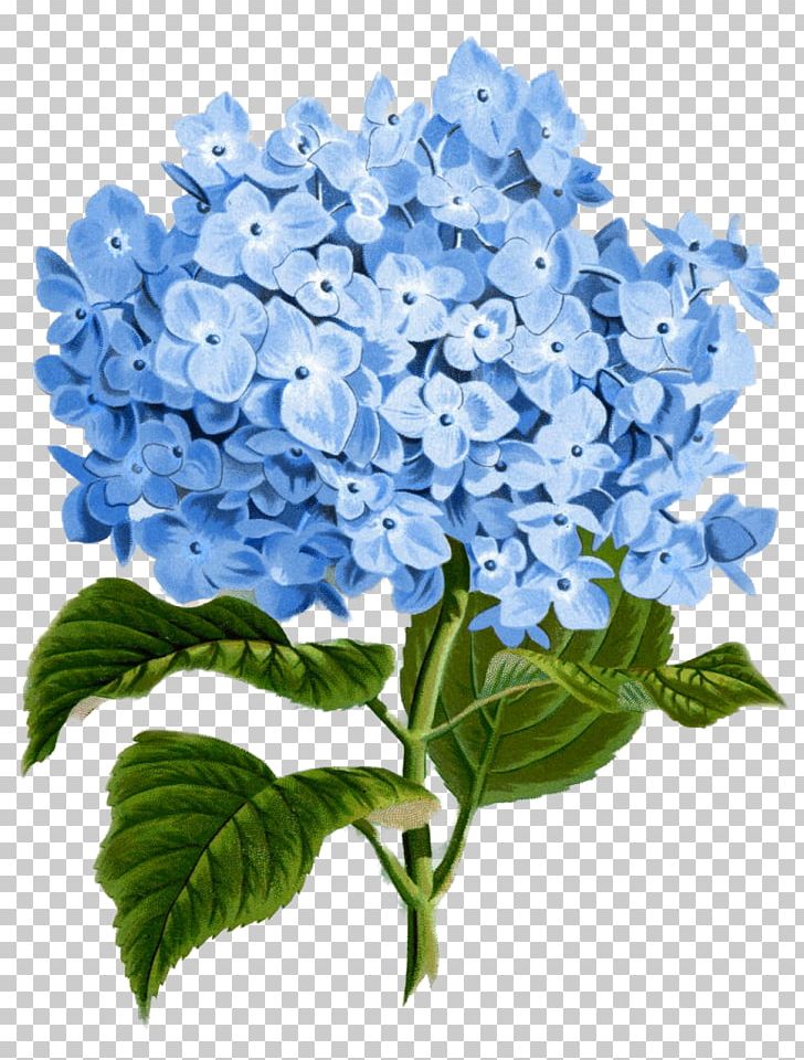 Hydrangea Paper Flower Botanical Illustration PNG, Clipart, Art, Blue, Botanical Illustration, Botany, Clip Art Free PNG Download