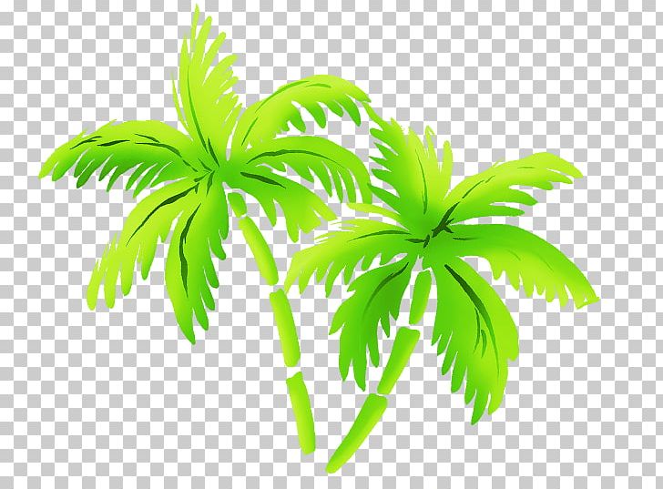 Arecaceae PNG, Clipart, Animaatio, Arecaceae, Arecales, Blog, Coconut Free PNG Download