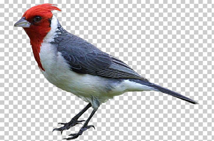 Bird Drawing Northern Cardinal PNG, Clipart, Animals, Beak, Bird, Bird Flight, Birds Free PNG Download