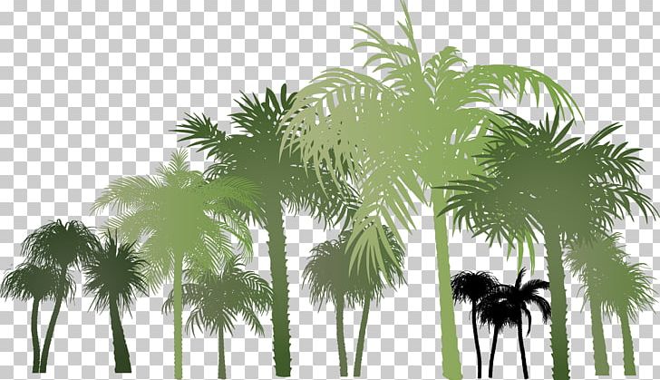 Palm Group PNG, Clipart, Arecaceae, Arecales, Beach Material, Borassus Flabellifer, Cdr Free PNG Download