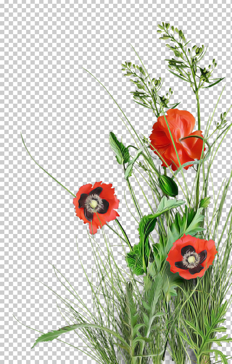 Floral Design PNG, Clipart, Common Poppy, Cut Flowers, Drawing, Floral Design, Flower Free PNG Download