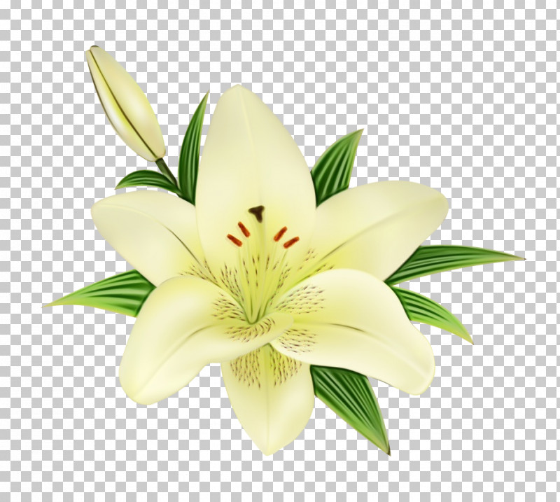 Flower Lily Petal Plant Stargazer Lily PNG, Clipart, Cut Flowers, Flower, Lily, Lily Family, Paint Free PNG Download