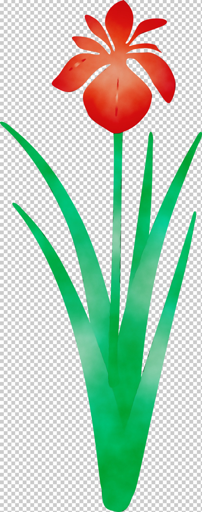 Green Leaf Tulip Plant Grass PNG, Clipart, Flower, Grass, Green, Iris Flower, Leaf Free PNG Download