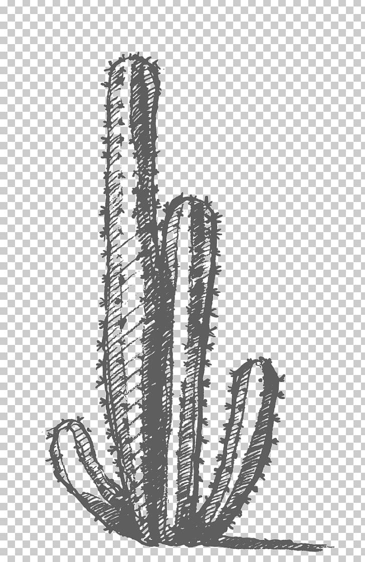Cactaceae Drawing PNG, Clipart, Black And White, Cactaceae, Cactus, Caryophyllales, Drawing Free PNG Download