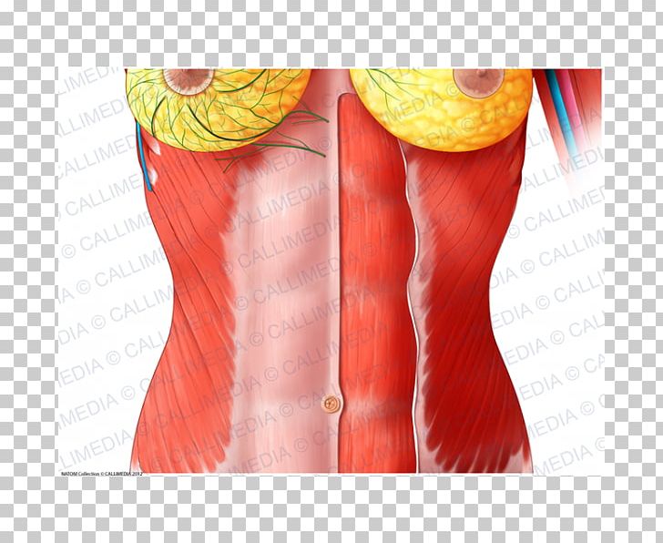 Rectus Abdominis Muscle Abdomen Human Anatomy Thoraco-abdominal Nerves PNG, Clipart, Abdomen, Anatomy, Blood Vessel, Damarlar, Human Anatomy Free PNG Download