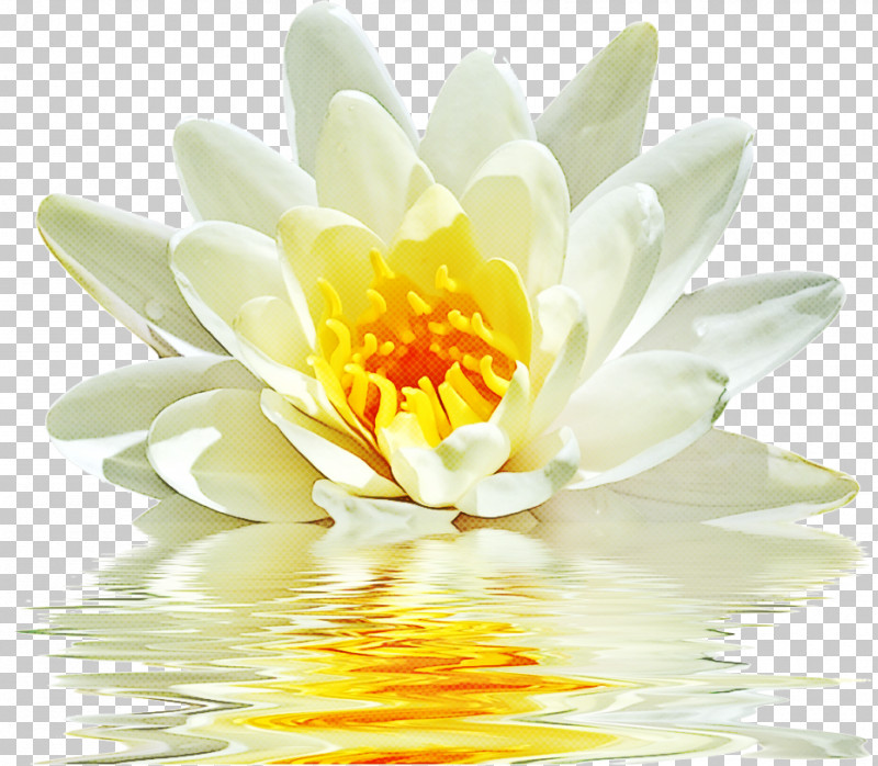 Lotus PNG, Clipart, Annual Plant, Aquatic Plant, Closeup, Flower, Fragrant White Water Lily Free PNG Download