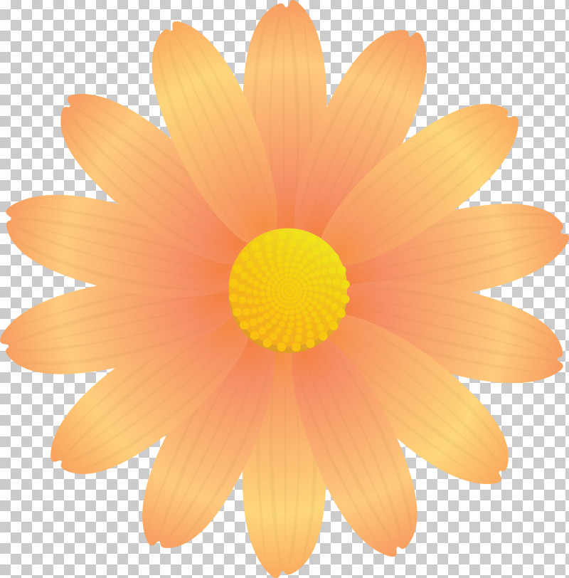 Marguerite Flower Spring Flower PNG, Clipart, Barberton Daisy, Chamomile, Daisy, Daisy Family, English Marigold Free PNG Download