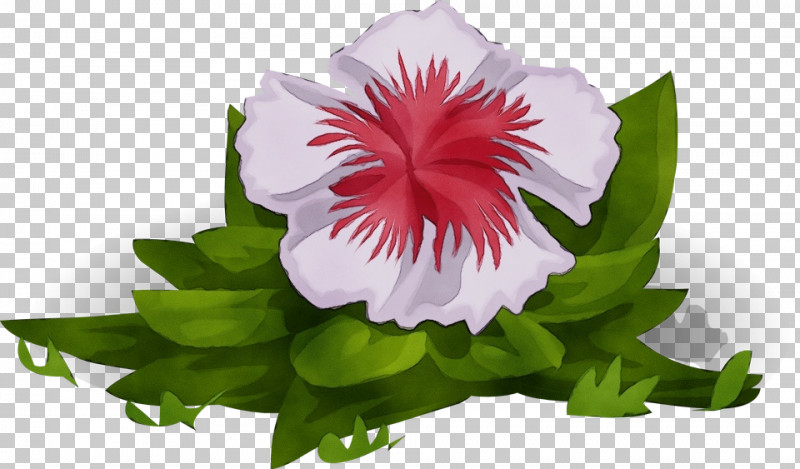 Flower Petal Plant Pink Morning Glory PNG, Clipart, Flower, Morning Glory, Paint, Petal, Pink Free PNG Download