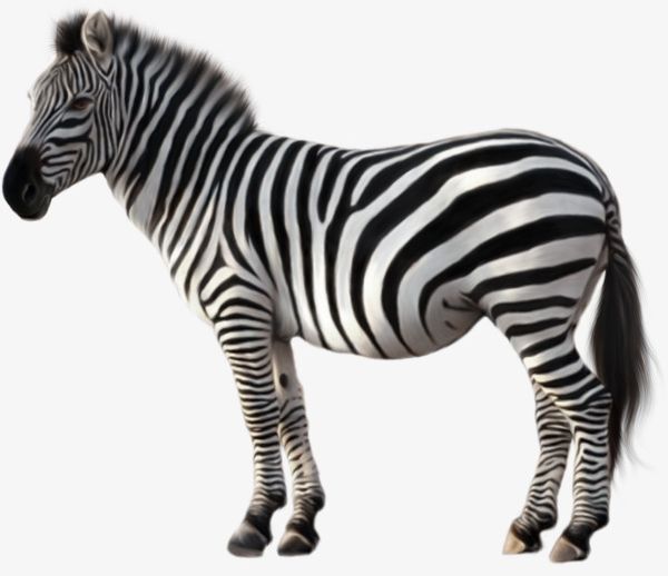 Animal Zebra PNG, Clipart, Animal, Animal Clipart, Black, Black And White, Picture Clipart Free PNG Download