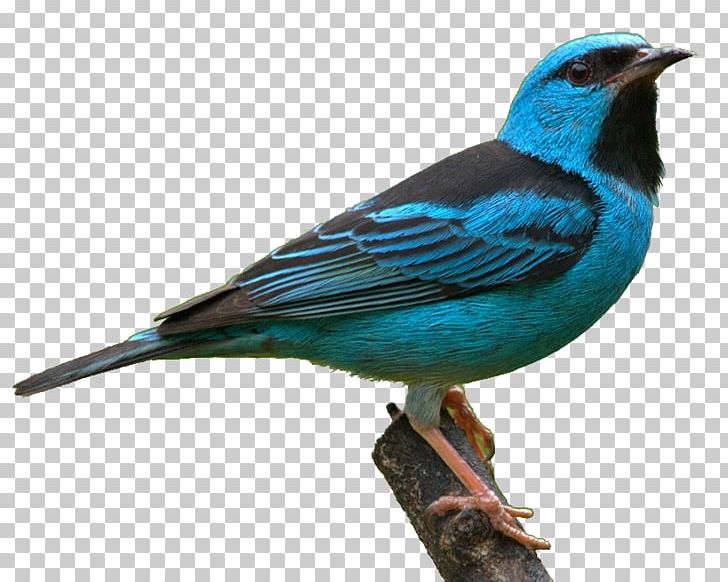 Bird Tanager Reptile Parrot PNG, Clipart, Animals, Beak, Bird, Birdwatching, Bluebird Free PNG Download