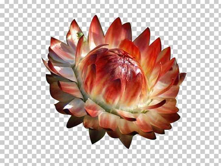 Chrysanthemum Petal Flower PNG, Clipart, Chrysanthemum, Flower, Flower Bouquet, Flower Pattern, Flowers Free PNG Download