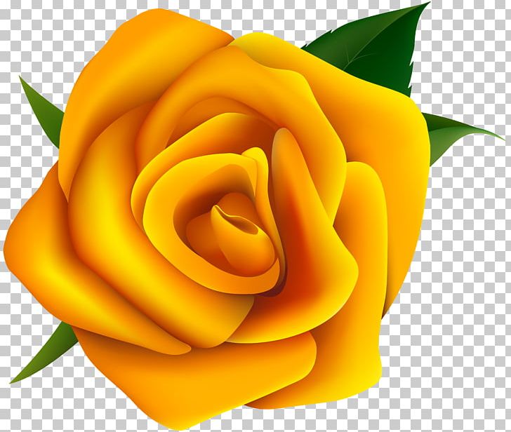 Rose Yellow PNG, Clipart, Closeup, Color, Computer Wallpaper, Cut Flowers, Floribunda Free PNG Download