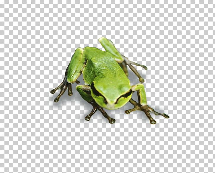 Tree Frog True Frog PNG, Clipart, Amphibian, Animal, Animals, Cute Frog, Download Free PNG Download