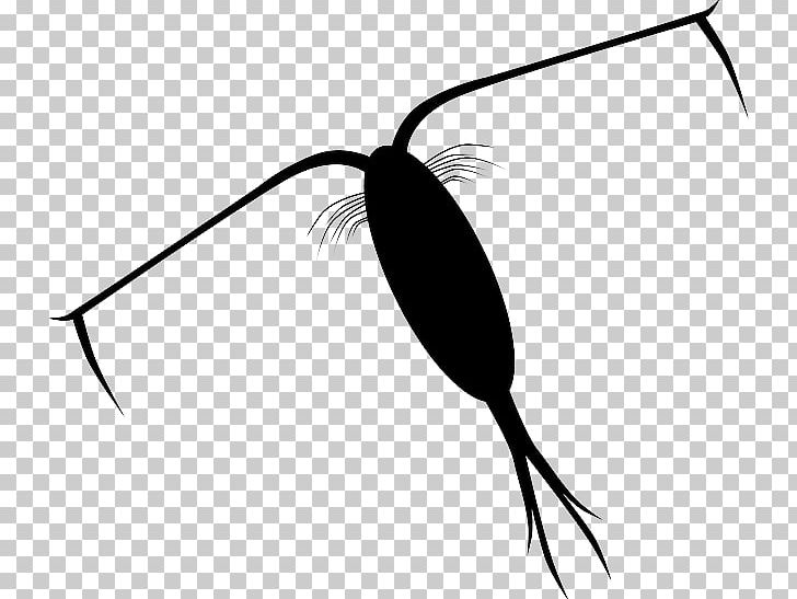 Zooplankton Jellyfish PNG, Clipart, Amoeba, Artwork, Black And White, Detritivore, Flowering Plant Free PNG Download