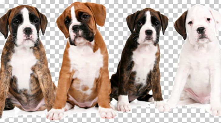 Valley Bulldog Boxer Dog Breed Kennel Club PNG, Clipart, Actor, Boxer, Bulldog, Carnivoran, Christmas Free PNG Download