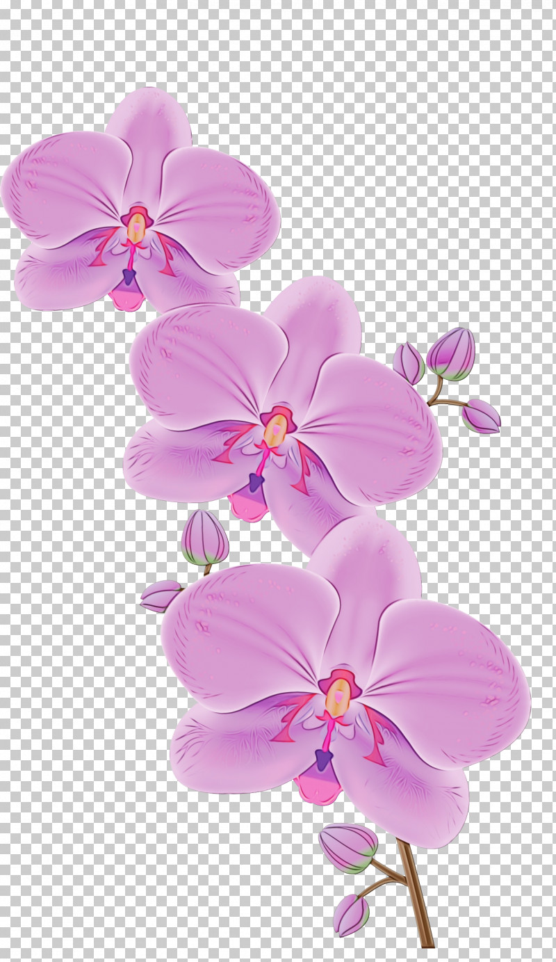 Orchids Flower Phalaenopsis Equestris Cartoon Dendrobium PNG, Clipart, Cartoon, Dendrobium, Flower, Moth Orchids, Okir Free PNG Download