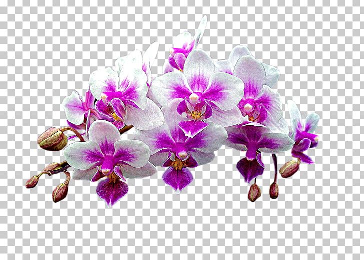 Aerosol Spray Moth Orchids Air Fresheners PNG, Clipart, Aerosol, Aerosol Spray, Air, Air Fresheners, Dendrobium Free PNG Download