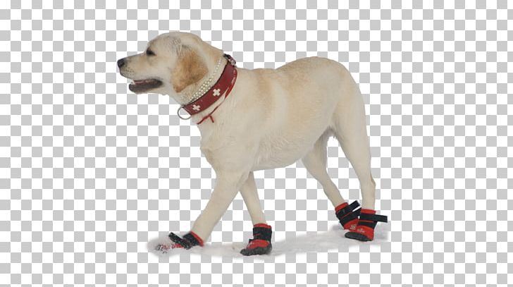 Labrador Retriever Puppy Shoe Sock Companion Dog PNG, Clipart, Animals, Babbuccia, Breed Group Dog, Carnivoran, Climbing Shoe Free PNG Download