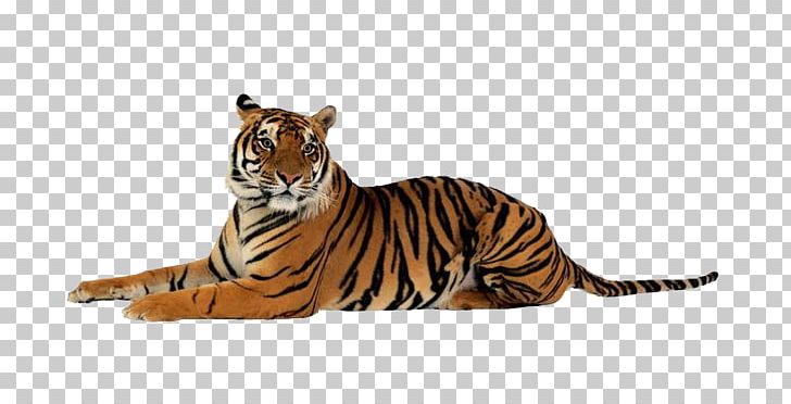 Tiger PNG, Clipart, Animals, Animation, Anime Character, Anime Eyes, Anime Girl Free PNG Download