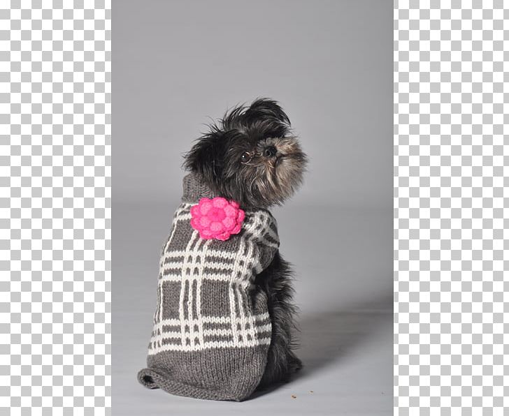 Dog Breed Affenpinscher Schnoodle Puppy Miniature Schnauzer PNG, Clipart, Affenpinscher, Animals, Clothing, Coat, Cuteness Free PNG Download