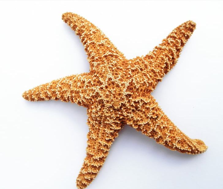 Olbersdorfer See Starfish Photography PNG, Clipart, Animals, Beach, Download, Echinoderm, Hotel Free PNG Download