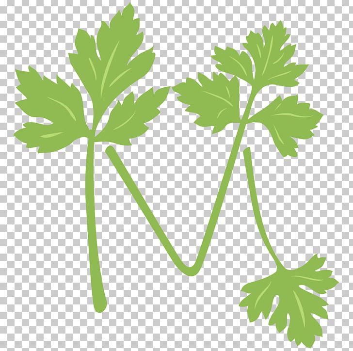 Parsley Health Food Vegetable PNG, Clipart, Health Food, Parsley, Vegetable Free PNG Download