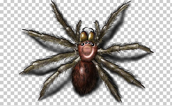 Wolf Spider PNG, Clipart, Animals, Arachnid, Arthropod, Bugs, Computer Icons Free PNG Download