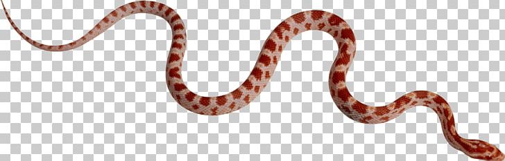 Boa Constrictor Kingsnakes Boas Constriction PNG, Clipart, Animalphotography, Animals, Biodiversidad, Black Rat Snake, Body Jewelry Free PNG Download