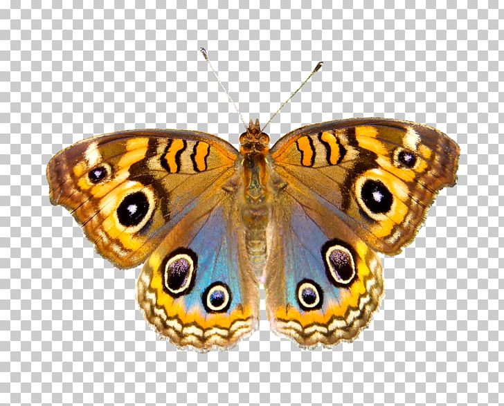 Butterfly Vindula Erota Apollo PNG, Clipart, Apollo, Arthropod, Bitcoin Indonesia, Brush Footed Butterfly, Butterfly Free PNG Download