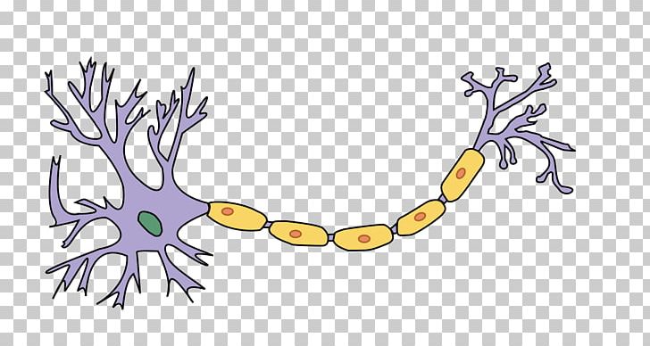 Neuron Axon Nervous System Nerve Myelin PNG, Clipart, Action Potential, Anatomy, Art, Artwork, Axon Free PNG Download