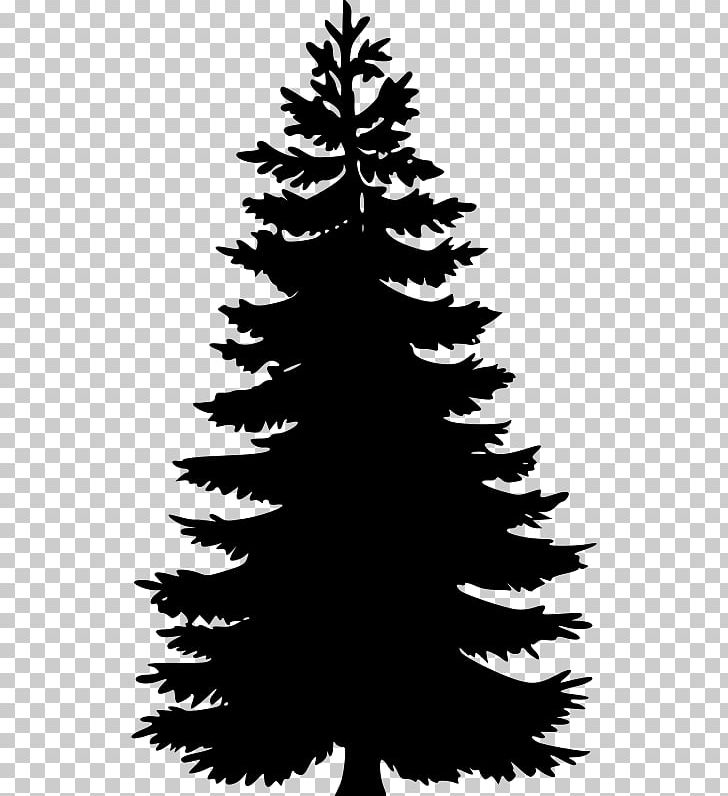 Pine Tree Fir Spruce PNG, Clipart, Art, Black And White, Branch, Christmas Decoration, Christmas Ornament Free PNG Download