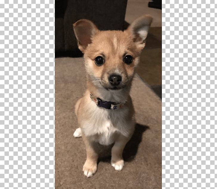 Corgi-Chihuahua Rare Breed (dog) Puppy Dog Breed PNG, Clipart, Animals, Breed, Carnivoran, Chihuahua, Companion Dog Free PNG Download