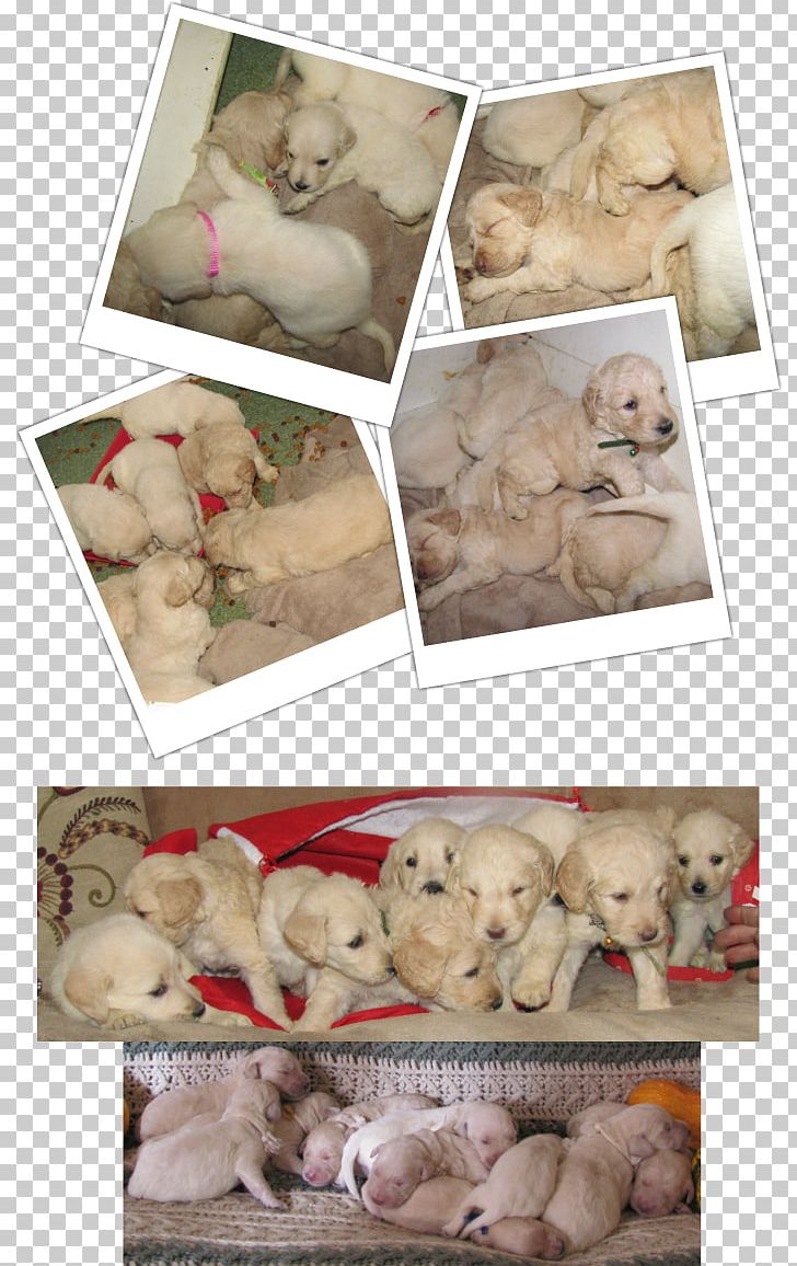 Dog Breed Puppy Sporting Group Retriever PNG, Clipart, Animals, Breed, Carnivoran, Collage, Crossbreed Free PNG Download