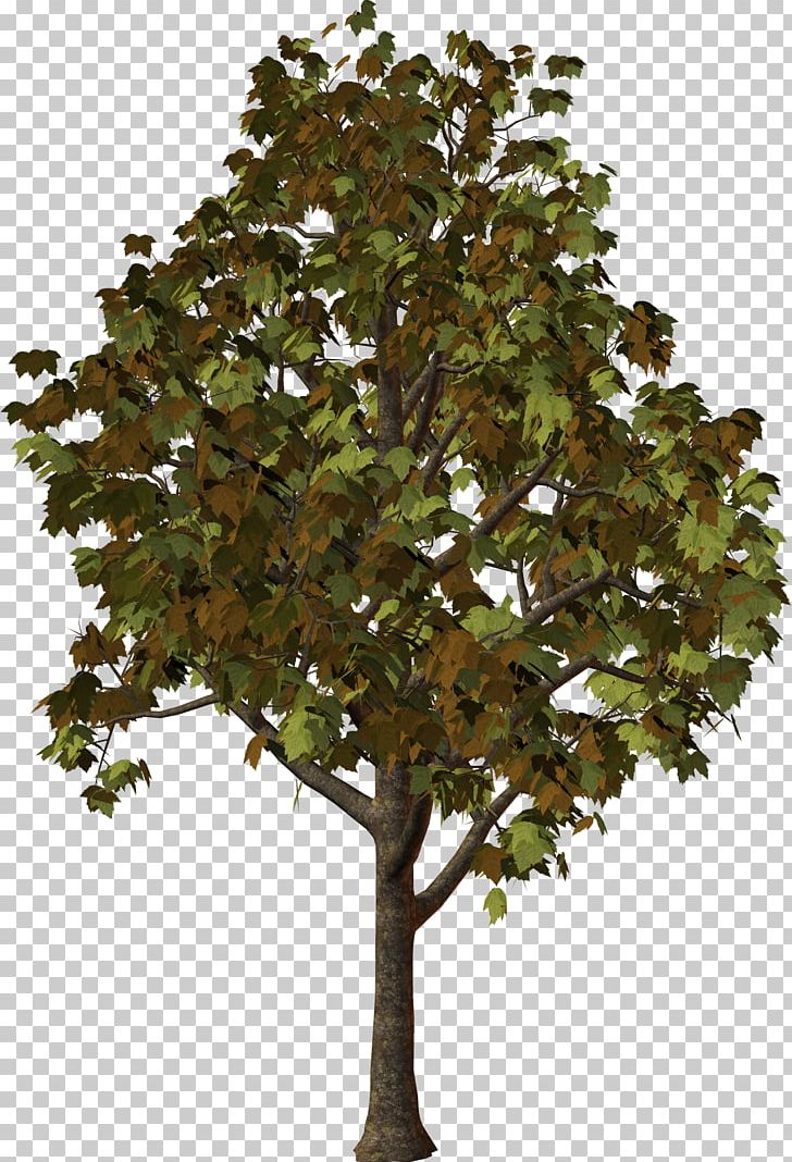 Zelkova Serrata Tree PNG, Clipart, Bonsai, Branch, Computer Software, Evergreen, Houseplant Free PNG Download