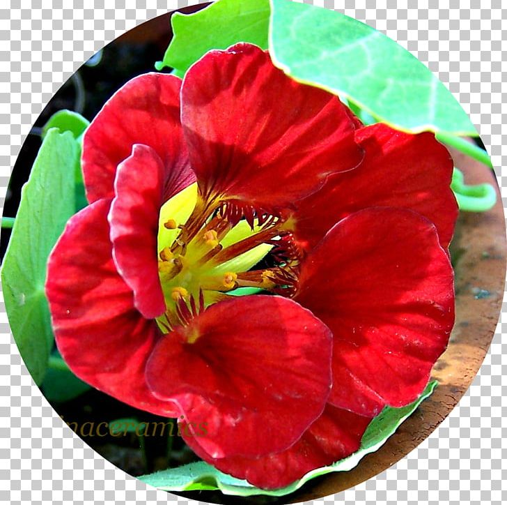 Annual Plant Herbaceous Plant Flowering Plant PNG, Clipart, Alfalfa, Annual Plant, Flower, Flowering Plant, Herbaceous Plant Free PNG Download