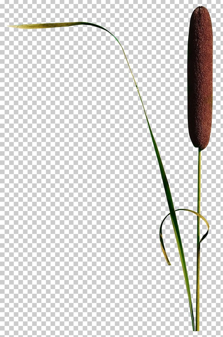 Grasses Reed Aquatic Plants PNG, Clipart, Aquatic Plants, Audio, Data, Data Compression, Download Free PNG Download