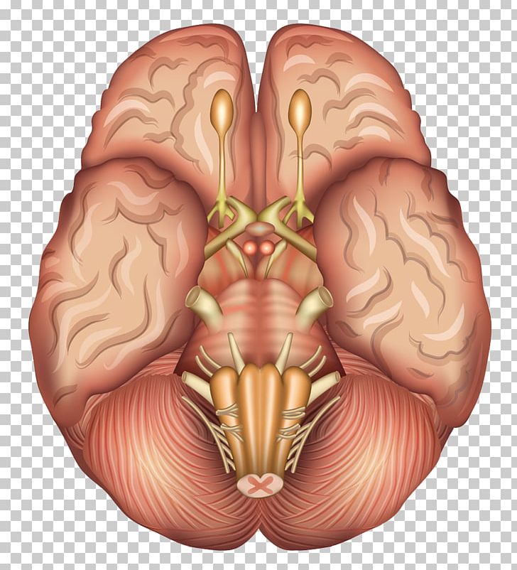 Human Brain Anatomy Sagittal Plane Pituitary Gland Png Clipart Abdomen Brain Brainstem Flesh Frontal Lobe Free