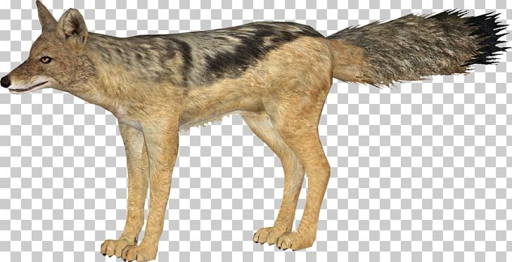 Kunming Wolfdog Coyote Red Wolf Canidae Jackal PNG, Clipart, Animal, Canidae, Carnivora, Carnivoran, Coyote Free PNG Download