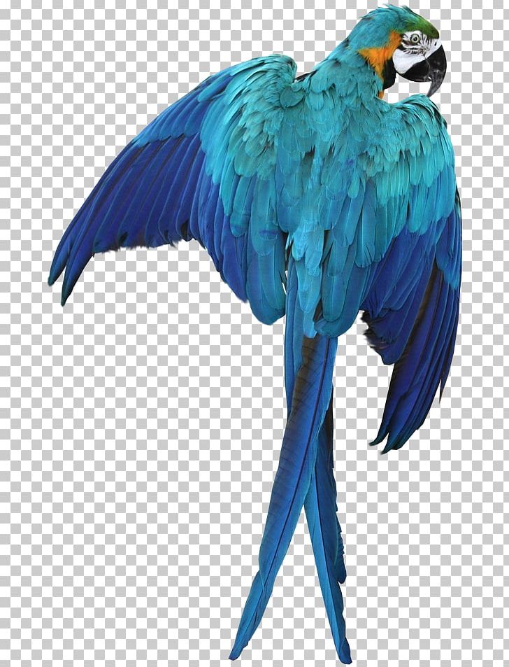 Parrot Bird Macaw PNG, Clipart, Animals, Animation, Beak, Bird, Bluebird Free PNG Download
