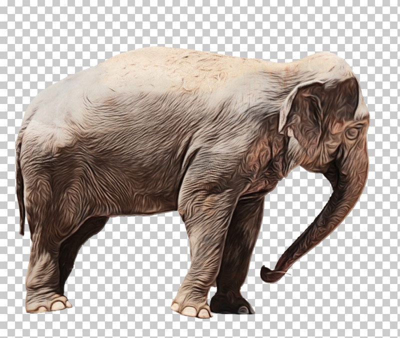 Indian Elephant PNG, Clipart, African Elephant, Animal Figure, Elephant, Indian Elephant, Paint Free PNG Download