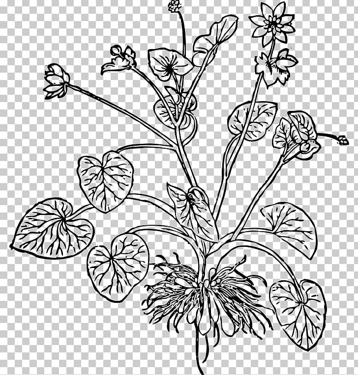 Lesser Celandine The Essentials Of Illustration Drawing PNG, Clipart, Art, Black And White, Branch, Buttercup, Flower Free PNG Download