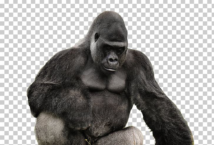Western Gorilla PhotoScape Animal GIMP PNG, Clipart, Animal, Blog, Fur, Gimp, Gorilla Free PNG Download