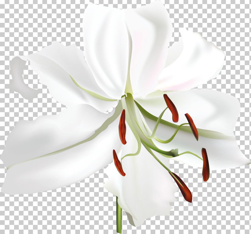 Lily Flower PNG, Clipart, Amaryllis, Biology, Cut Flowers, Flower, Jersey Lily Free PNG Download