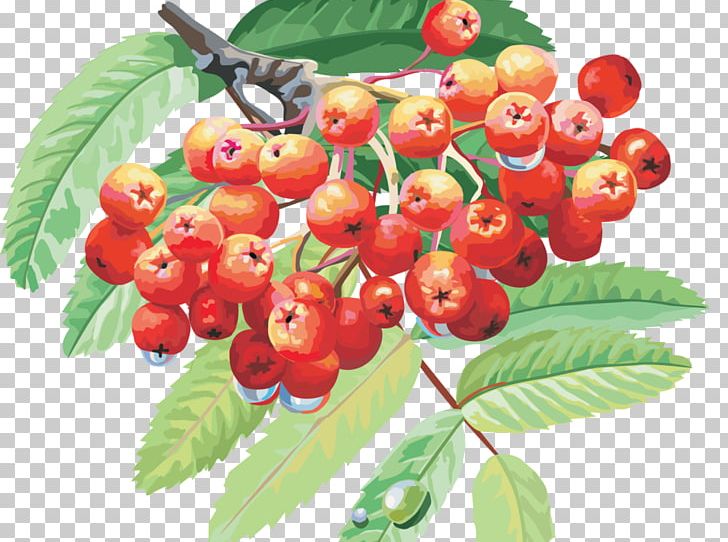 3D Computer Graphics Fruit Drawing PNG, Clipart, 3d Computer Graphics, Accessory Fruit, Acerola Family, Berry, Blueberry Free PNG Download