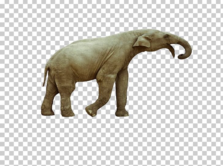 African Elephant Asian Elephant Calf Photography PNG, Clipart, Animal Figure, Animals, Asian Elephant, Calf, Cattle Like Mammal Free PNG Download